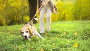 犬に引っ張られる人