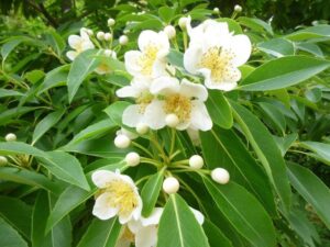 梅雨の訪れを告げるイジュの花の画像