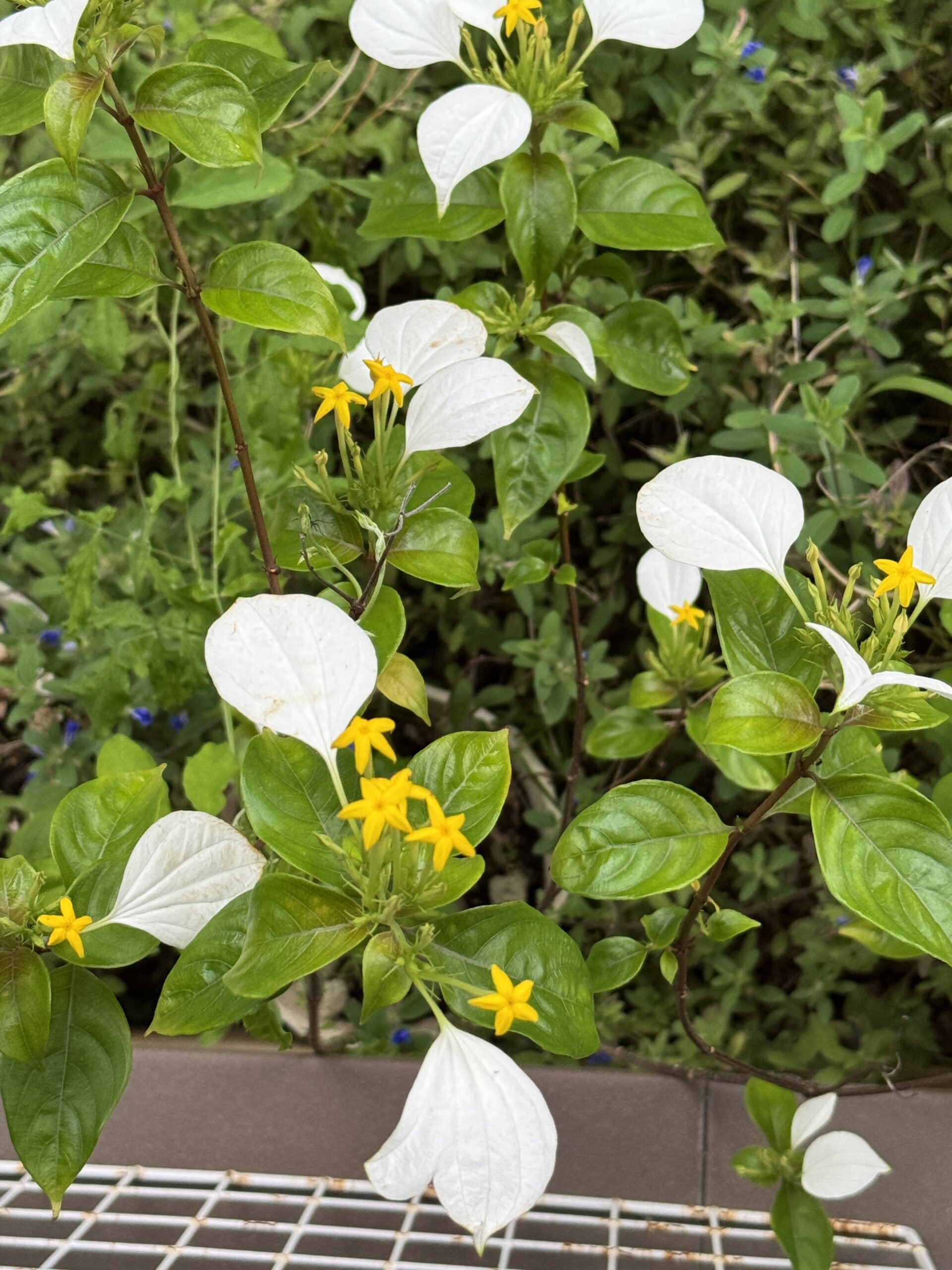 コンロンカの花