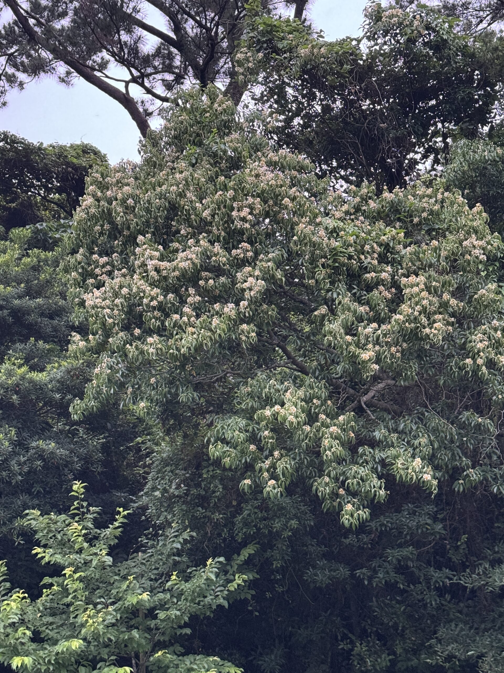初夏の訪れを告げるイジュの花