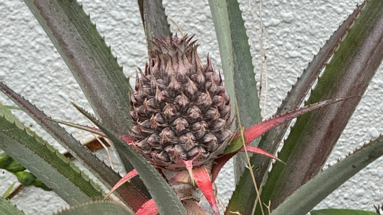 散歩中に見つけたパイナップルの画像