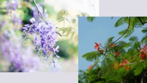 散歩で出会う植物たち