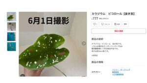 メルカリの見本画像